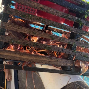 man holding cray pot